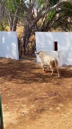 Hazlo como si fueras a morir mañana 💘🐃 Espectacular toro ✨✅ #youtubeshorts #toroshoy #shorts