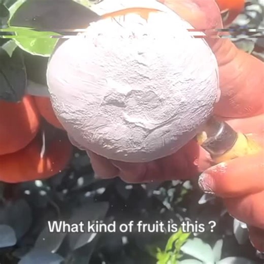 Strategies for Making Money in Red Dead Redemption 2