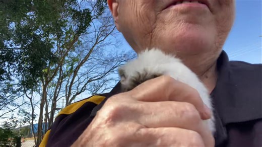 A very vocal baby 😅 This is Holly, one of foster carer Kim's three babies delivered by her foster piggy Maple two weeks ago 😊 Kim brought them to the shelter for a visit last Sunday 🥰 | Gold Coast Guinea Pig Rescue Inc