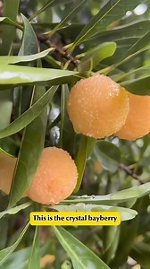 33 reactions | Looking for something truly unique to grow? ✨ Crystal Bayberry is a rare fruit with translucent pink-red skin, juicy sweet-tart flavor, and stunning appearance. Grow it in your garden or patio and enjoy the joy of harvesting beautiful, edible gems right at home! ✅ Rare & eye-catching ✅ Sweet, juicy & full of antioxidants ✅ Easy to grow in pots or backyard ✅ Perfect gift for plant lovers | Plantkindom | Facebook