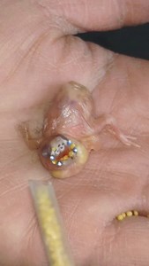 5.3K views · 137 reactions | #Seven-colored Java Sparrow #Sharing Bird Keeping Experiences | Kasim Birds Farm | Facebook