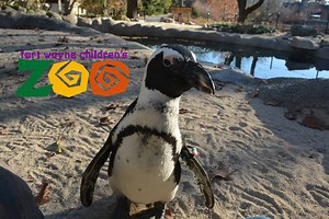 2K views · 97 reactions | Thank you for casting your votes for conservation in our kids4nature wishing well! The votes are in, and the 2017 project winner is..... African black-footed penguins! Thank you for helping us protect this vulnerable species. In addition to the three featured kids4nature projects, we were able to give over $251,000 this year to more than thirty conservation projects locally and internationally. #SavingSpecies #PenguinParty | Fort Wayne Zoo | Facebook