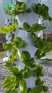 ¿Sabes qué tienen tus verduras? 🤔🧪 ​La mayoría de lo que compras tiene pesticidas, fungicidas y herbicidas. Esta Torre Hidropónica es la solución para blindar tu salud: ✅ Cero químicos. ✅ Cero tierra. ✅ 100% Frescura y sabor. ​Ten el control total de lo que come tu familia. 👇 Comenta la palabra TORRE y te envío la información para que tengas la tuya. | Huerto Hidroponia