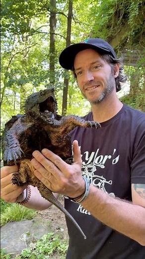 How to pick and move snapping turtles!