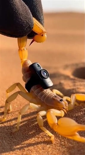 POV: You Are a Scorpion Hunting at Night 🦂