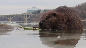 Here is another water-level view of ChewBarka chewing bark and cambium off of a branch. Saskatoon’s University Bridge and the Jim Pattison Children’s Hospital are in the distance. I was laid out flat on my stomach on the ice to get this very cool view. #beavers #wildlifephotography | Mike’s photos and videos of beavers