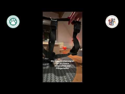 Jetzt gerade sitzt Falco im Transporter...