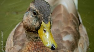 Duck Close up. Feathered. Bird in Water. Birds on the pond. Wild birds close up. Duck head.