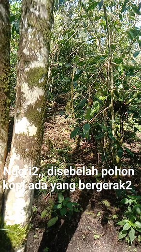 2.9K reactions · 376 comments | Selamat beraktivitas semua sahabat online,,, apa yang ada disebelah kopi itu besti #semuaorang #semuapengikut #fyp #semuaorang | Dewi Aldeani | Facebook