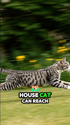 Can Your Cat Run 30 MPH? Meet the Fastest House Cat! 🏃🐾 #DomesticCat #CatSpeed #AmazingAnimals