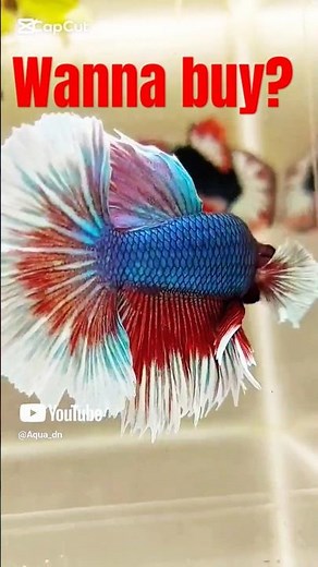 Beautiful Betta Fish for Auction. Super Exotic species. Aqua dn 💖