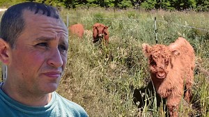Finally solved what killed two calves and how I’ll prevent it