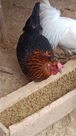 Beautiful Chicken 😍