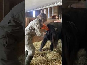 Video 2: Besamung einer Highland Cattle Kuh Part 2 #naturpur #k2 #veterinary