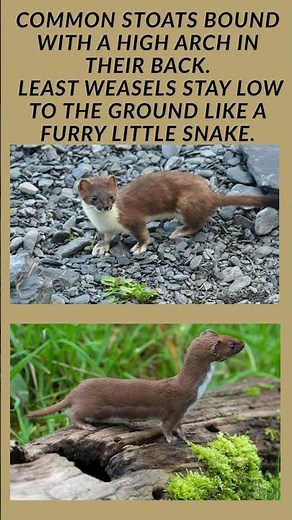 Common Stoat vs. Least Weasel Spot the Difference #shorts #nature
