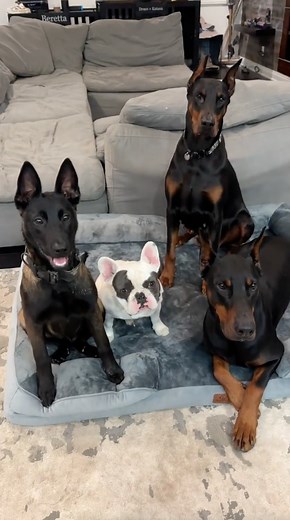 12K views · 371 reactions | Size matters! Our spacious Orthopedic Memory Foam Dog Bed is tailor-made for large pups, just like the one @celinetails adores. Watch her furry friends bask in the ultimate comfort! ❤️ #ThinkPawsitiveWithBedsure #BedsureDogBed | Bedsure Home | Facebook