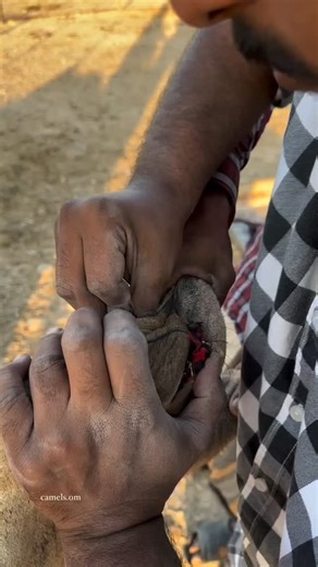 Discover Egypt | This camel gave birth yesterday but unfortunately there were few baby camels nearby so by mistake she attached to the wrong baby camel and... | Instagram