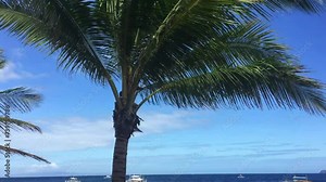 A beautiful palm tree on the beach in Malatapay Philippines. The boats float at the shoreline outside. The waves are crashing in on the black sand beach. A sunny but windy day in the Philippines.