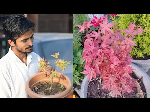 Maple plant propagation & care 🍁 Planting and caring for a maple plant