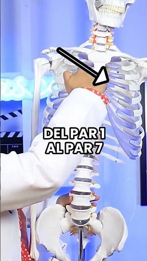 Las costillas son huesos planos y curvos, que en su conjunto forman la caja torácica. Descubre más 🧠