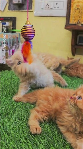 🐱 Adorable Persian Kittens for Sale | Fluffy, Healthy & Playful Babies! | Affordable Prices