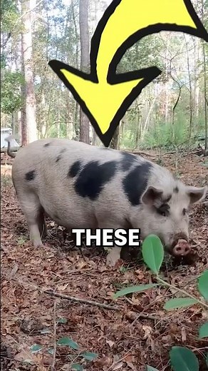 The Secret Behind Forest-Raised Pigs