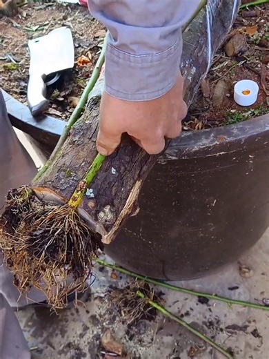 Essential Techniques for Successful Rose Tree Grafting