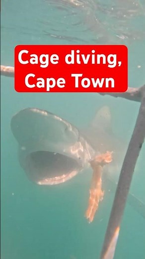 Cage Diving | Cape Town