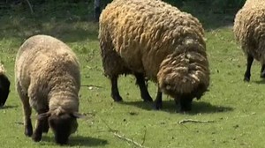 Ovce domácí – domestikace - ČT edu - Česká televize