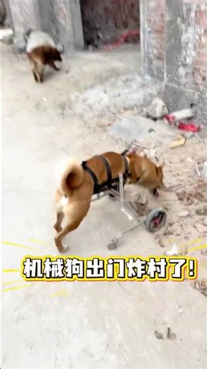 Revolution in Canine Tech: Say Goodbye to Mechanical Dogs