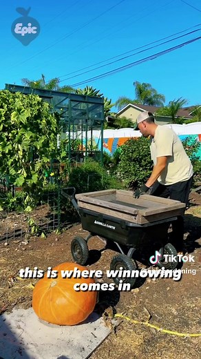 GROWING GRAIN - Is it worth it? We've experimented with wheat, amaranth, and quinoa, and the truth is...for a home gardener, it's more of a curiosity plant. This is because you have to GET the grain at the end of the growing process, which can be a pain. To do this, we use a modified winnowing technique - basically beating our grain to remove as much seed from the chaff as possible, then using wind, fans, or air blowers to blow away the lighter stuff - the chaff. The grain is heavier and falls i