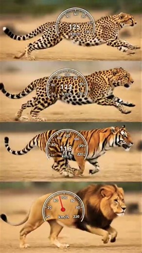 Big Cats Showdown! 🐅 🔥 #dreamscreenai #bigcats #shorts