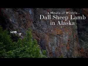 Dall Sheep in Alaska - A Minute of Wildlife