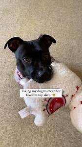 119K views · 38K reactions | Would you do this with your dog?梁...