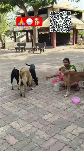 Rishta 🤗#doglove #puppy #shortvideo#labrador
