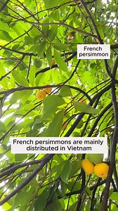 1.8K views | Introduction to Vietnamese Thirteen plants #gardening #garden #gardeningtips #gardenlife #gardeninspiration #gardenideas #gardenlove #gardendesign #gardenersofinstagram #gardenersworld #garden_styles #gardenphotography #gardenlovers #gardenerslife #gardenart #gardenbeauty #gardensofinstagram #gardenplants #gardenviews #gardenersparadise #gardenista #gardeningcommunity #gardenloversclub #gardenaddict #gardeners #gardenerslife | Gardening Ideas | Facebook