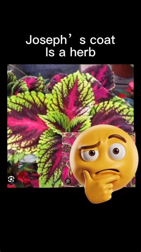 #wellness #Faceboook #everyone Joseph’s Coat offers several notable health benefits due to its rich nutritional profile and traditional medicinal uses. Key Health Benefits Nutritional Value • High in vitamins A, B1, B6, C, E, K, and folate; minerals include iron, magnesium, phosphorous, calcium, zinc, manganese, and potassium. • Good source of dietary fiber and protein, supporting digestion and general wellness. Blood Purification & Nourishment • Traditionally used to help purify and nourish blo