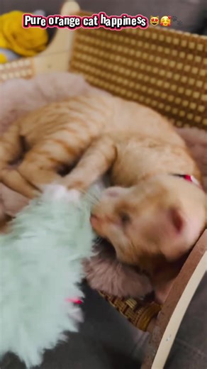 Garfield and Catnip: Pure Feline Joy Unleashed