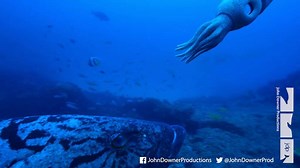 13 reactions | Spy Squid, one of the many spy creatures designed to infiltrate the dolphins' hidden lives, meets his nemesis the potato cod. To see more underwater adventures, check out 'Dolphins – Spy in the Pod' or subscribe to our YouTube page. https://www.youtube.com/watch?v=YUUluKT7CS0 #MondayMotivation #SpyinthePod | John Downer Productions | Facebook