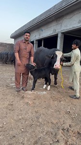 893K views · 46K reactions | Nili buffalo for sale | dairy farming | farmology #03248182000 #farmology #niliravibuffalo | Farmology | Facebook