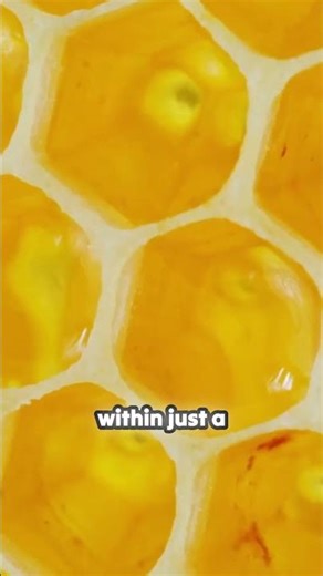 How Bees Act Like a Single Organism