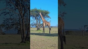 Maasai Giraffe Meets Africa’s Heaviest Flying Bird
