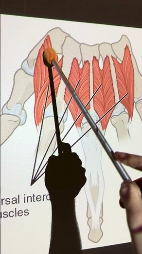Dorsal Interossei (hand) #kinesiology #anatomy #anatomystudy #biomechanics #biology