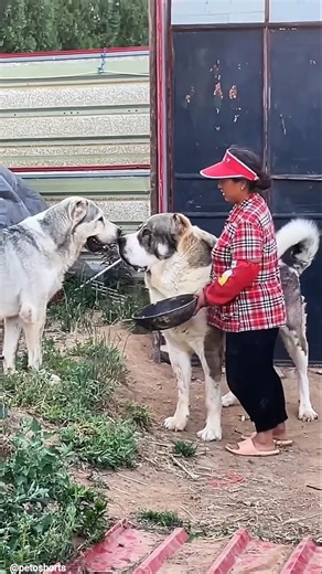 Wait Until You See How Huge These Dogs Are 😱