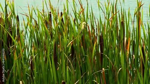Marsh Grass In Blackwater National Wildlife Refuge In Maryland - Panning Shot Stock Video
