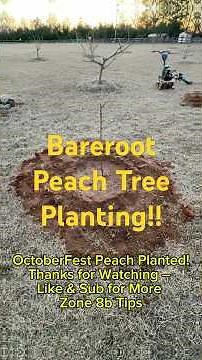 Bare Root OctoberFest Peach Planting: Step-by-Step Guide