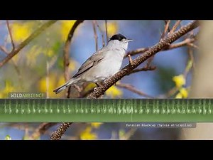 Blackcap Song & Calls - The sounds of a Eurasian Blackcap singing in Andalucia, Spain