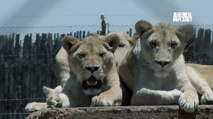 Treated as mere commodities with a price to their lives, lions are...