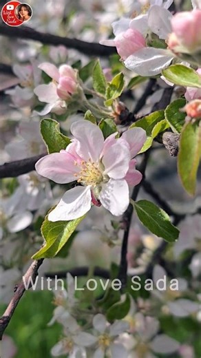 The Beauty of Apple Blossom Season😍