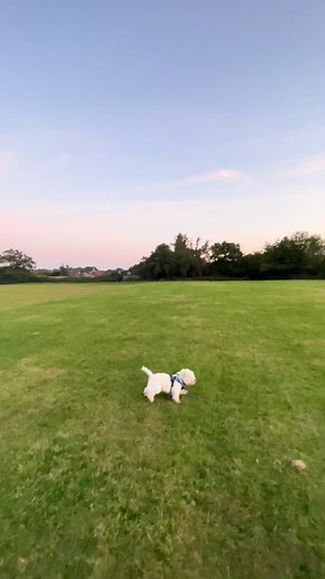 The best dogs in the whole world ❤️ #westies #westhighlandwhiteterrier #dogs